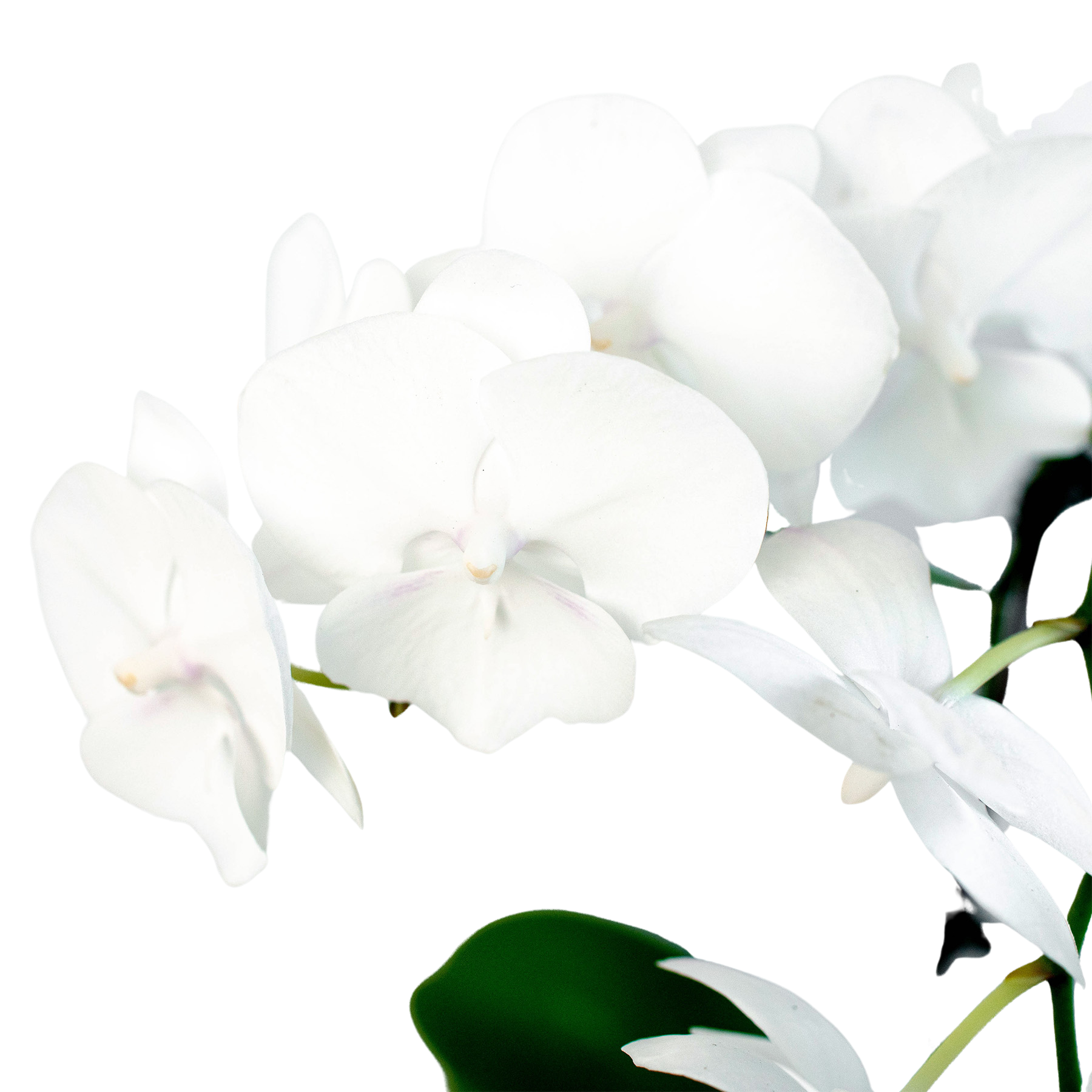 Orchid 'White Phalaenopsis' | | Wiccan Center
