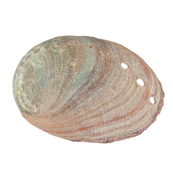 One Sided Polished Abalone Smudging Shell | | Wiccan Center