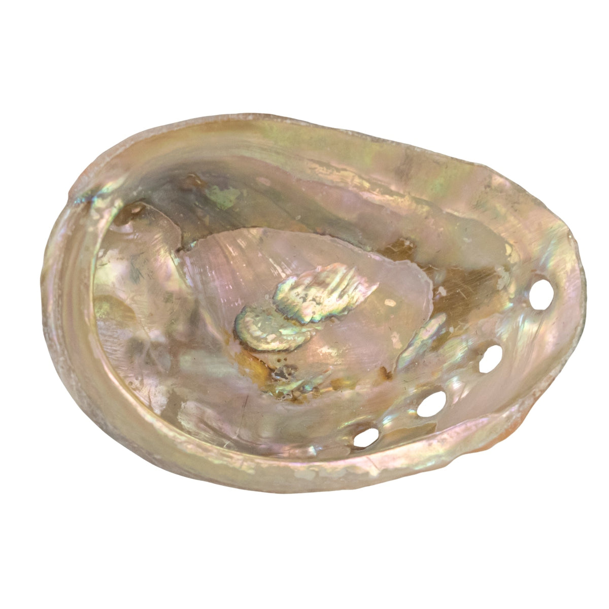 One Sided Polished Abalone Smudging Shell | | Wiccan Center