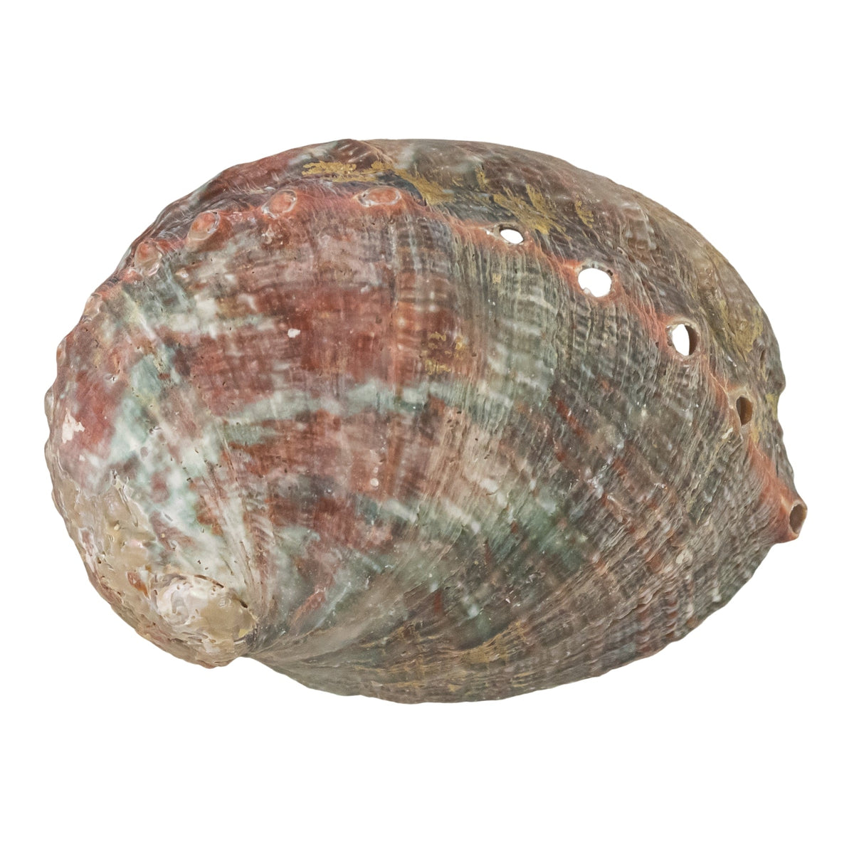 One Sided Polished Abalone Smudging Shell | | Wiccan Center