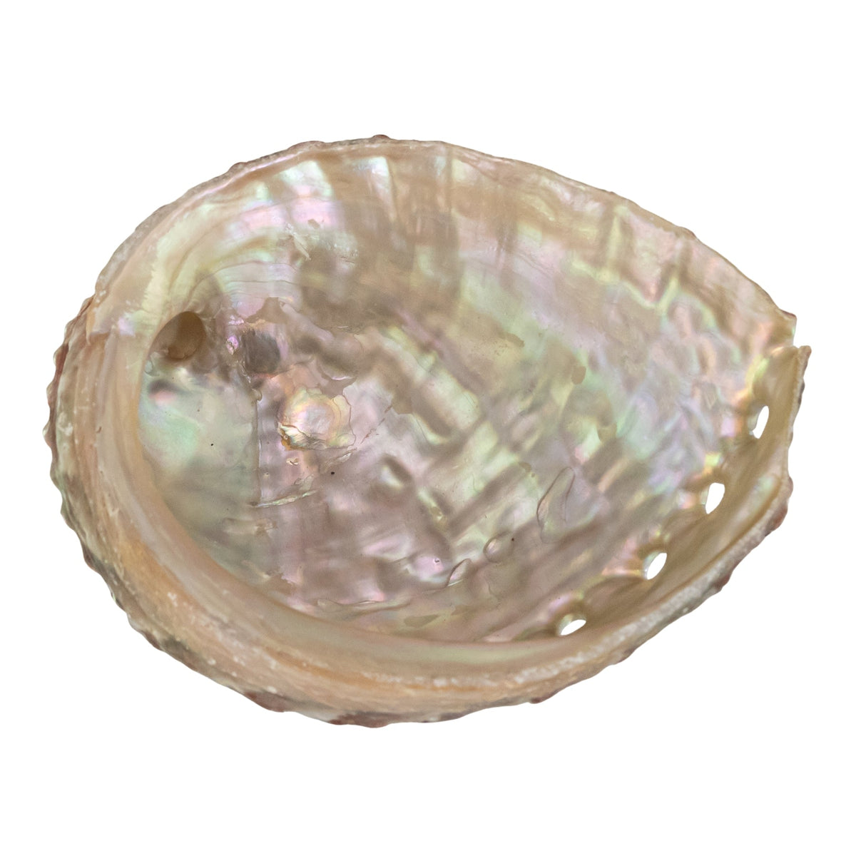 One Sided Polished Abalone Smudging Shell | | Wiccan Center
