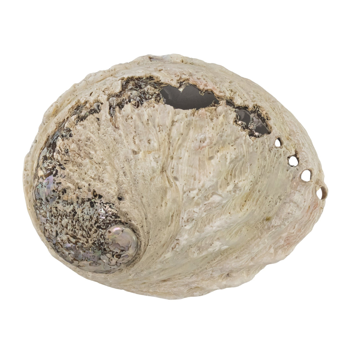 One Sided Polished Abalone Smudging Shell | | Wiccan Center