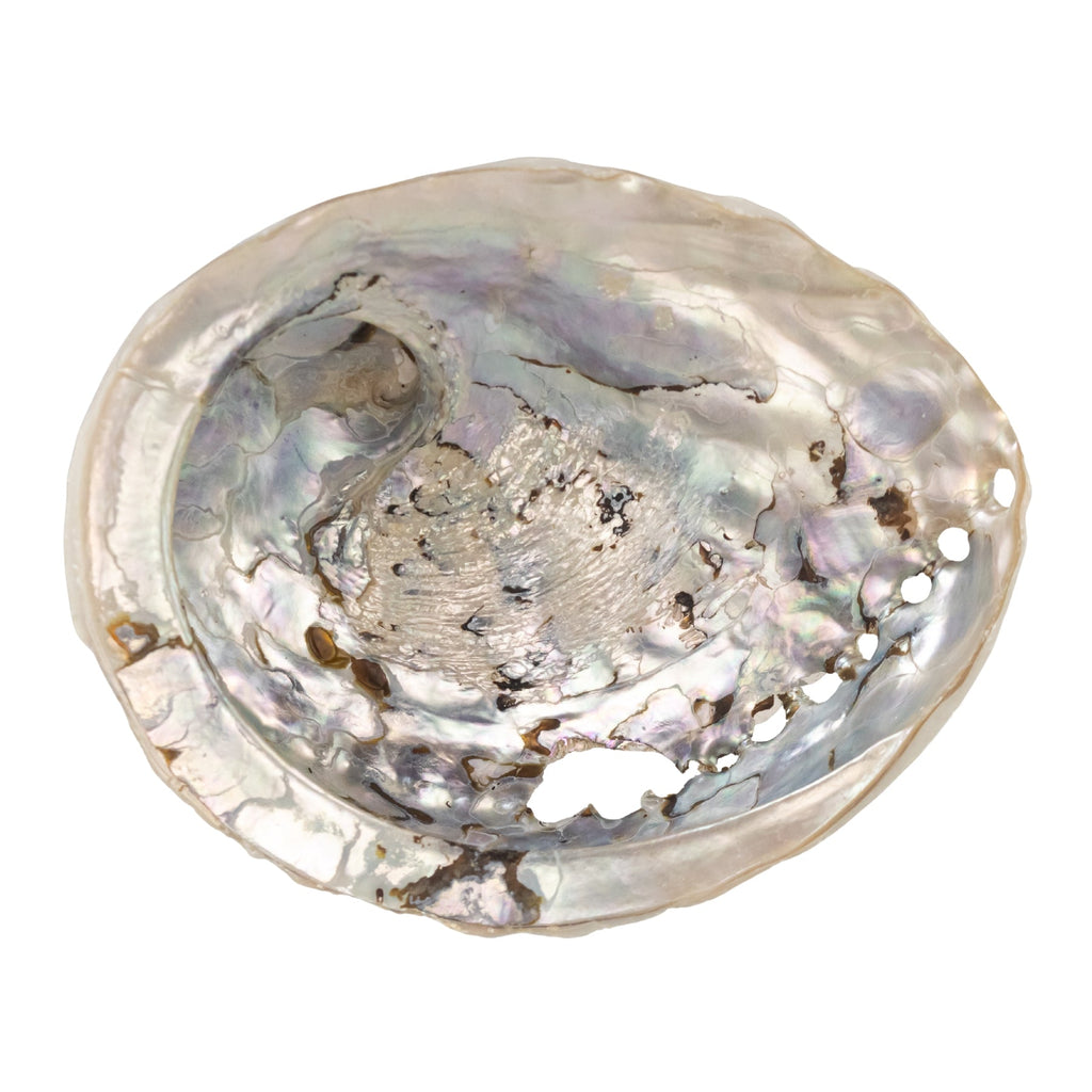 One Sided Polished Abalone Smudging Shell | | Wiccan Center