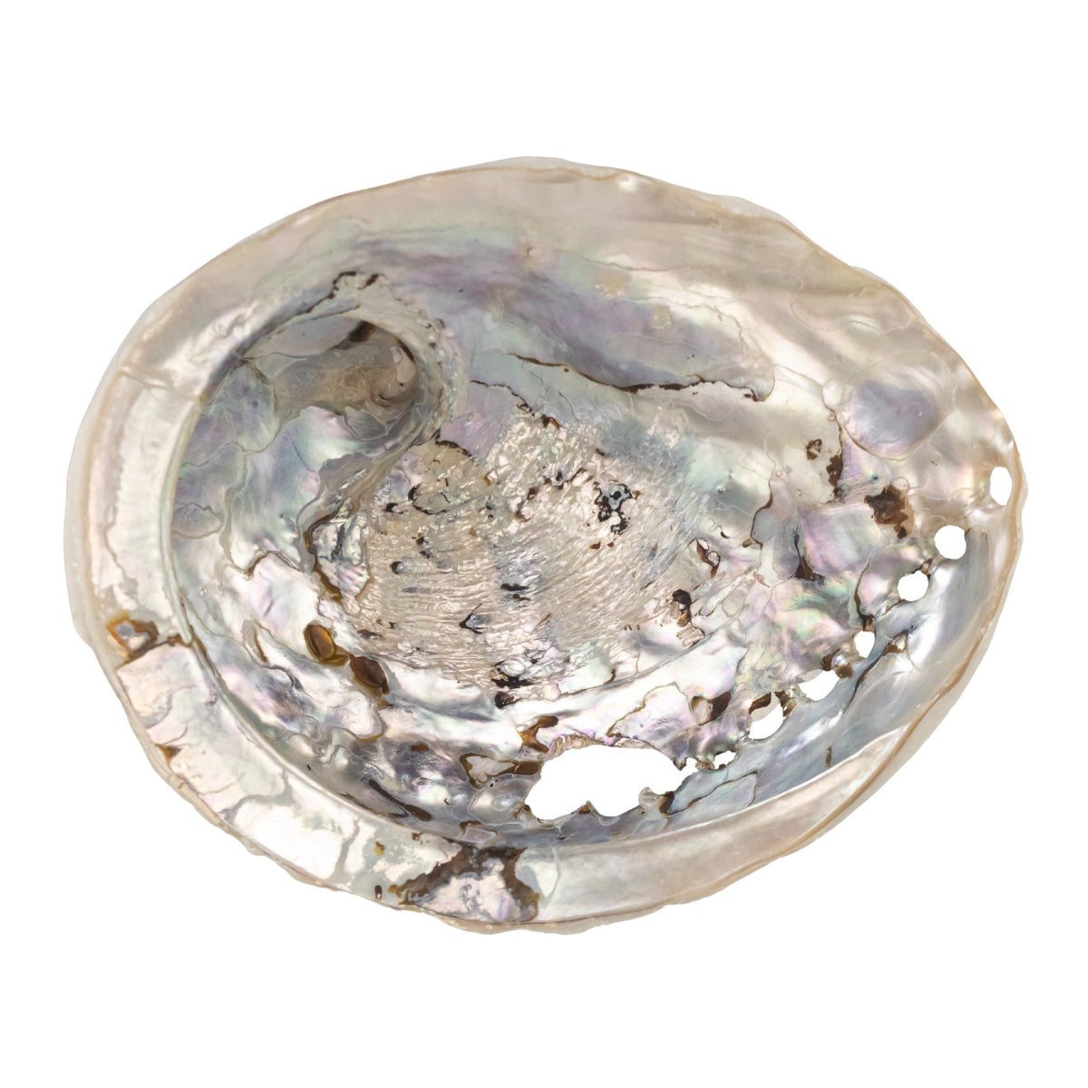 One Sided Polished Abalone Smudging Shell | | Wiccan Center