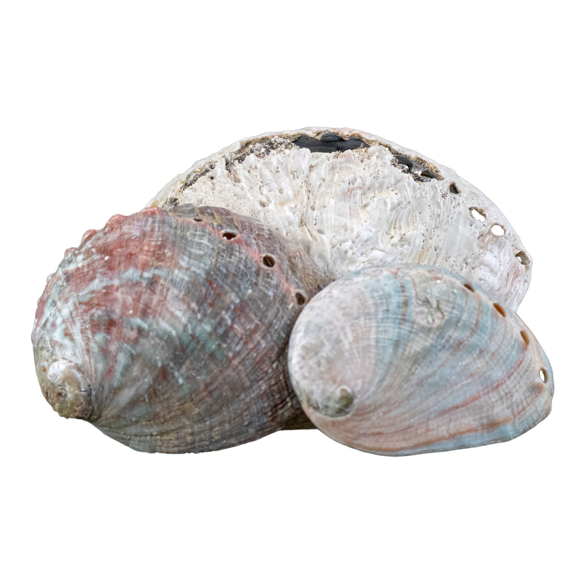 One Sided Polished Abalone Smudging Shell | | Wiccan Center