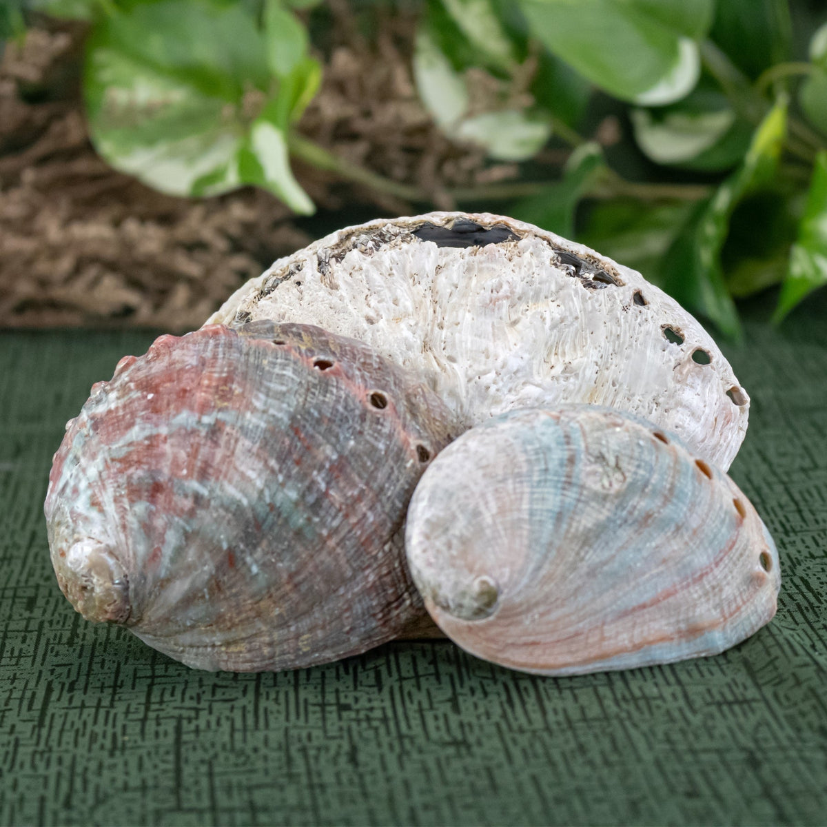 One Sided Polished Abalone Smudging Shell | | Wiccan Center