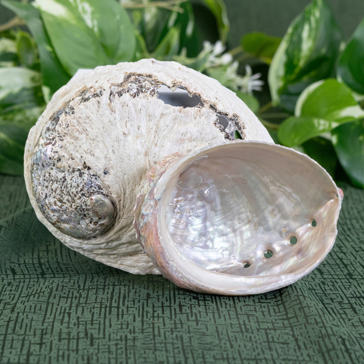 One Sided Polished Abalone Smudging Shell | | Wiccan Center
