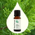 Planet Therapy Organic Cypress Essential Oil - 10 Ml