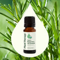 Planet Therapy Organic Rosemary 1,8-Cineole Essential Oil - 10 Ml