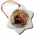 3dRose Wild Animals - Beaver - Ornaments (ORN_4660) | Ornament | Wiccan Center