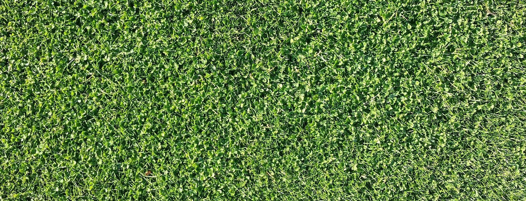 Microclover Natural Alternative Lawn Seed | | Wiccan Center
