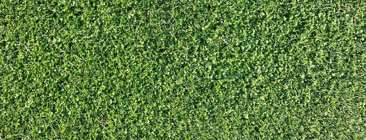 Microclover Natural Alternative Lawn Seed | | Wiccan Center