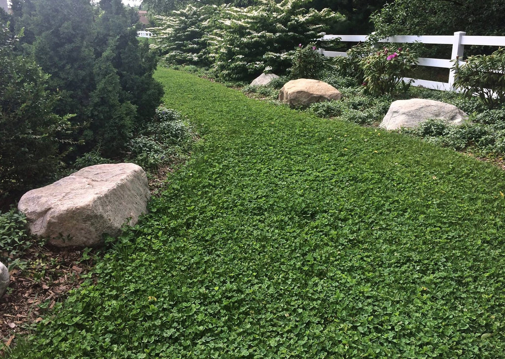 Microclover Natural Alternative Lawn Seed | | Wiccan Center