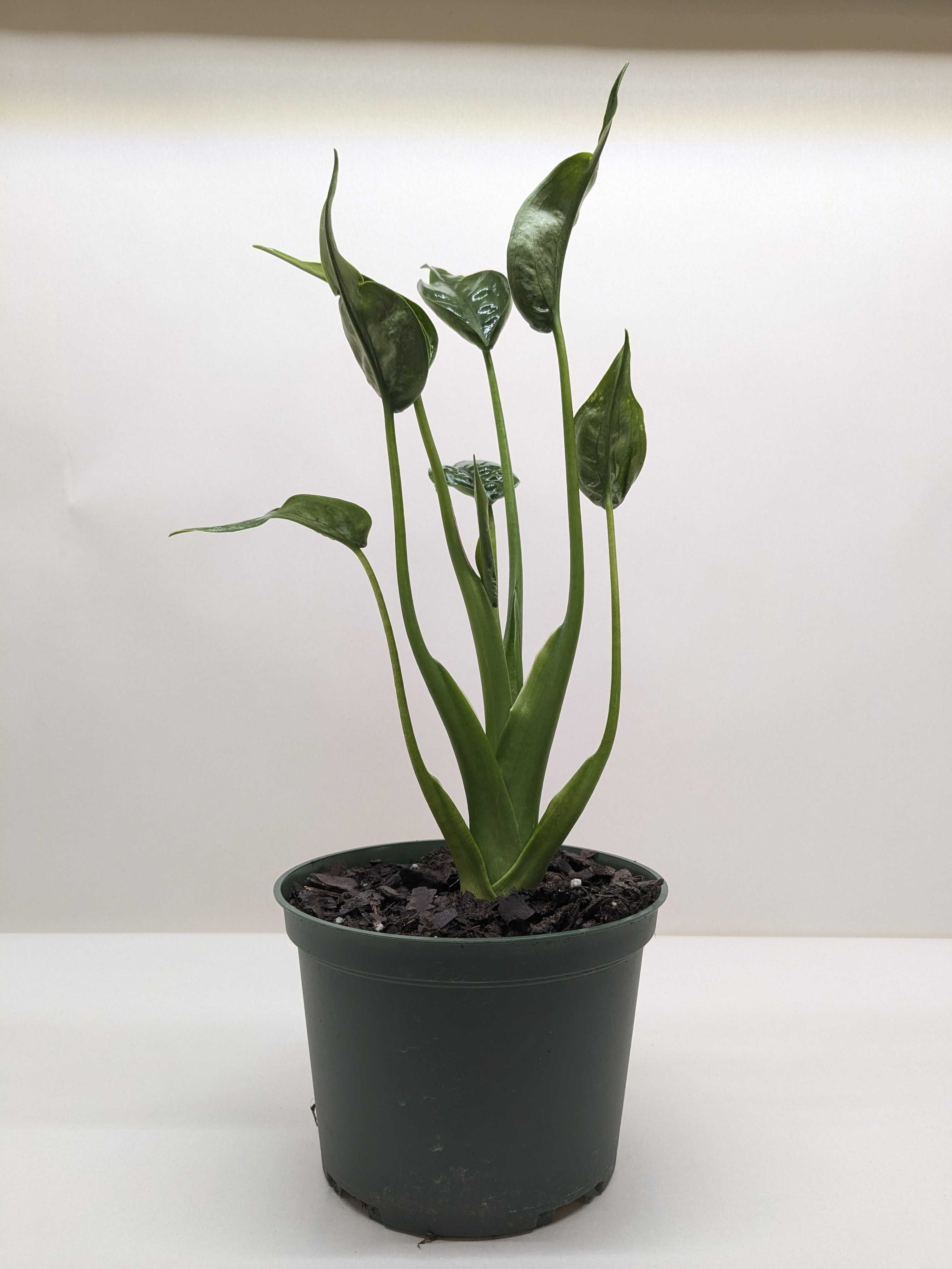 Alocasia 'Tiny Dancer' - 4" Pot