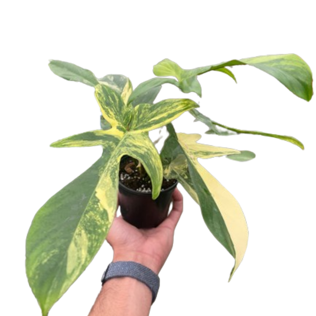 Philodendron Florida Beauty Variegated | Indoor Plants | Wiccan Center