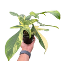 Philodendron Florida Beauty Variegated | Indoor Plants | Wiccan Center