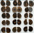 Ammonite Fossil Halves Cut & Polished Morocco | Fossils | Wiccan Center