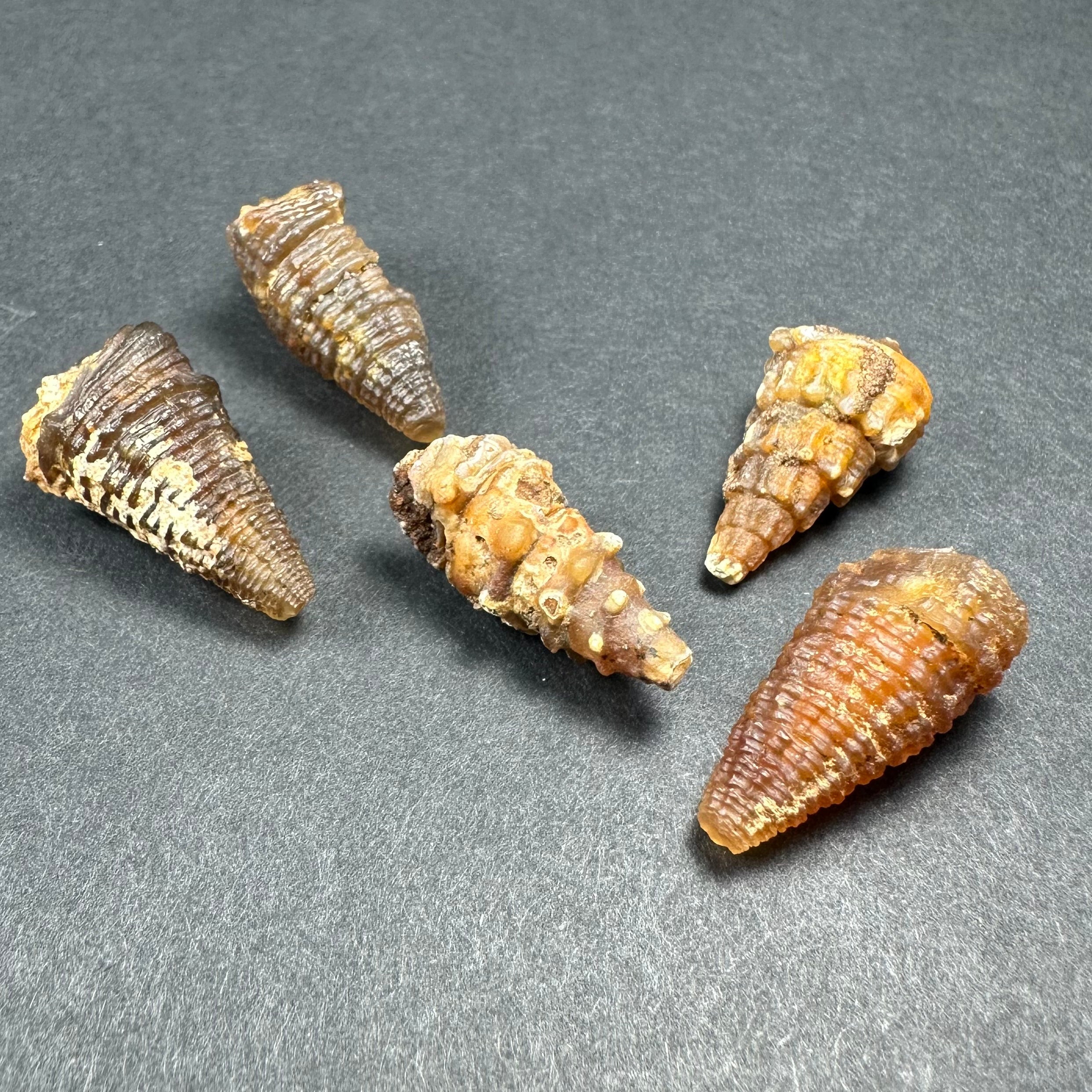 Thumbnail Specimens in Acrylic Box from Morocco | Minerals | Wiccan Center