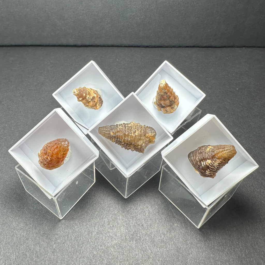 Thumbnail Specimens in Acrylic Box from Morocco | Minerals | Wiccan Center