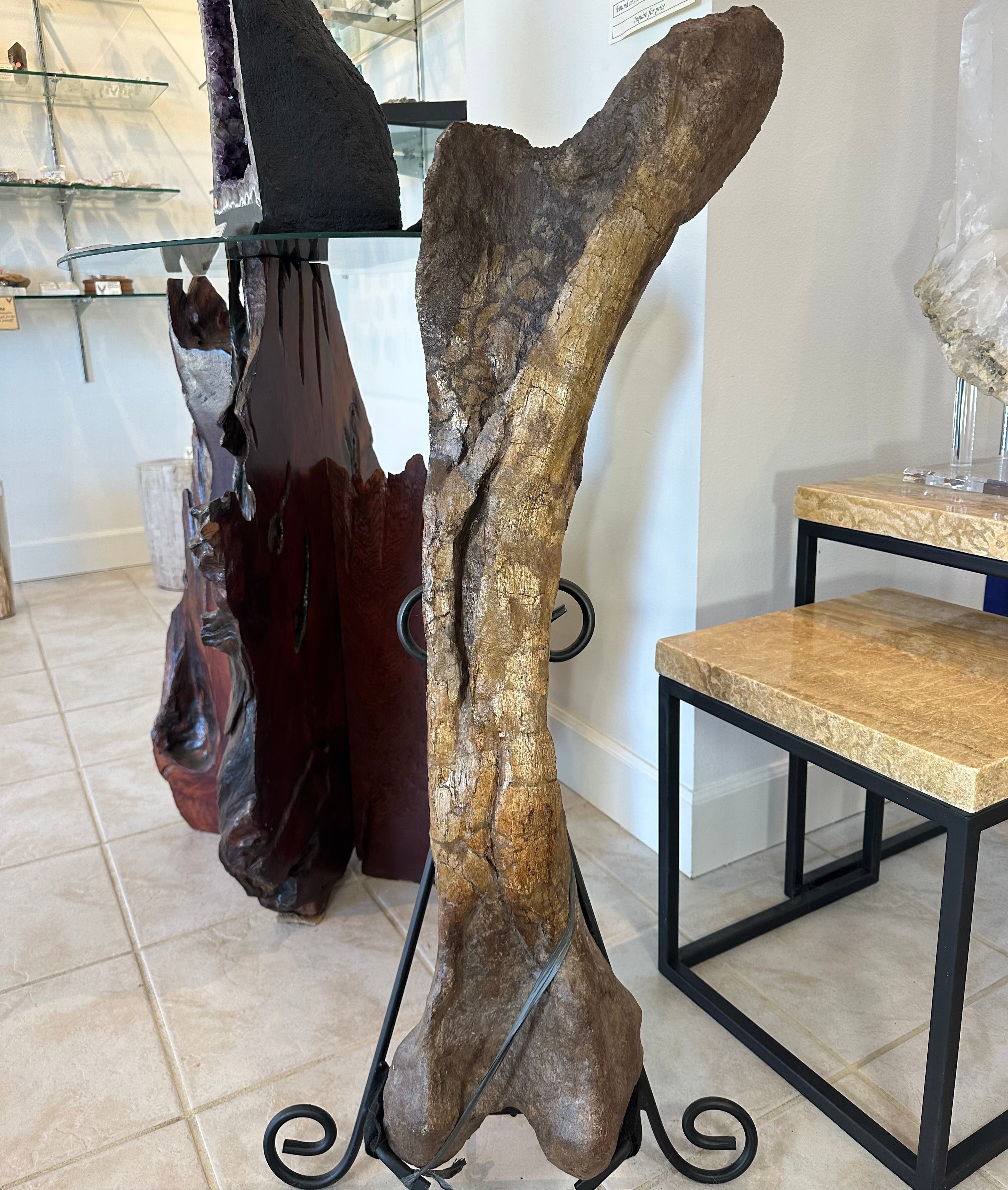 37" Hadrosaur Femur | Fossils | Wiccan Center