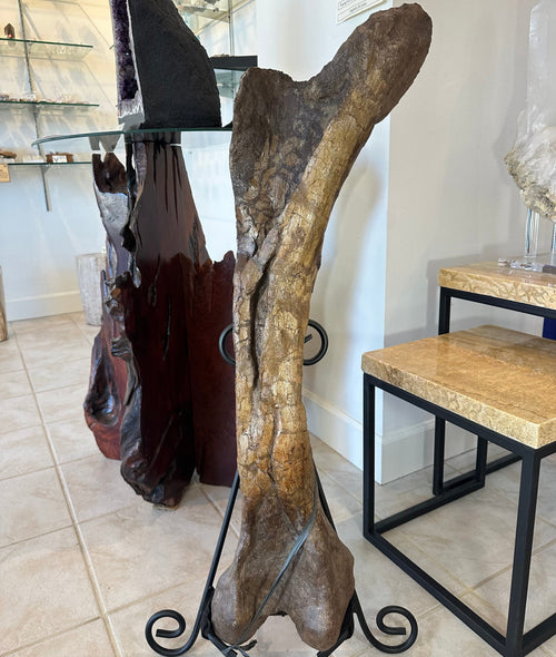 37" Hadrosaur Femur | Fossils | Wiccan Center