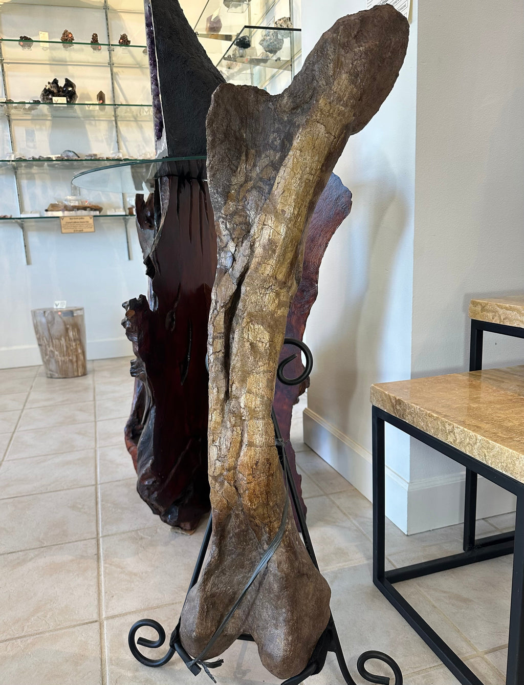 37" Hadrosaur Femur | Fossils | Wiccan Center
