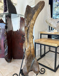 37" Hadrosaur Femur | Fossils | Wiccan Center
