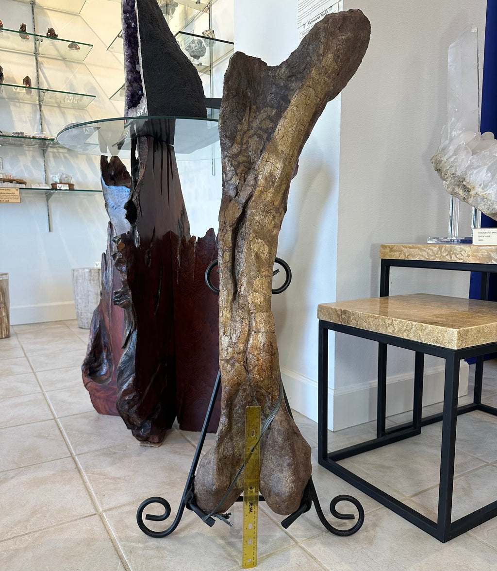 37" Hadrosaur Femur | Fossils | Wiccan Center