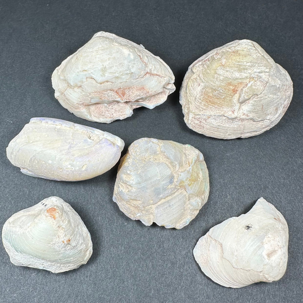 Natural Opalized Clam Shell | Fossils | Wiccan Center
