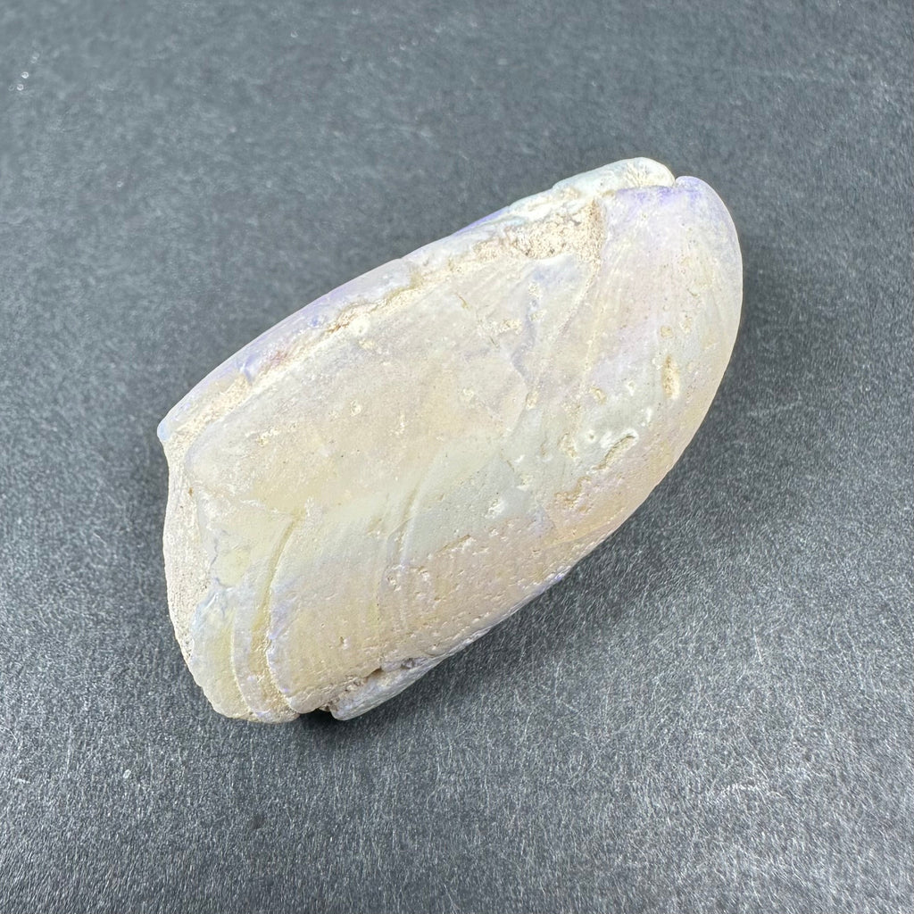 Natural Opalized Clam Shell | Fossils | Wiccan Center