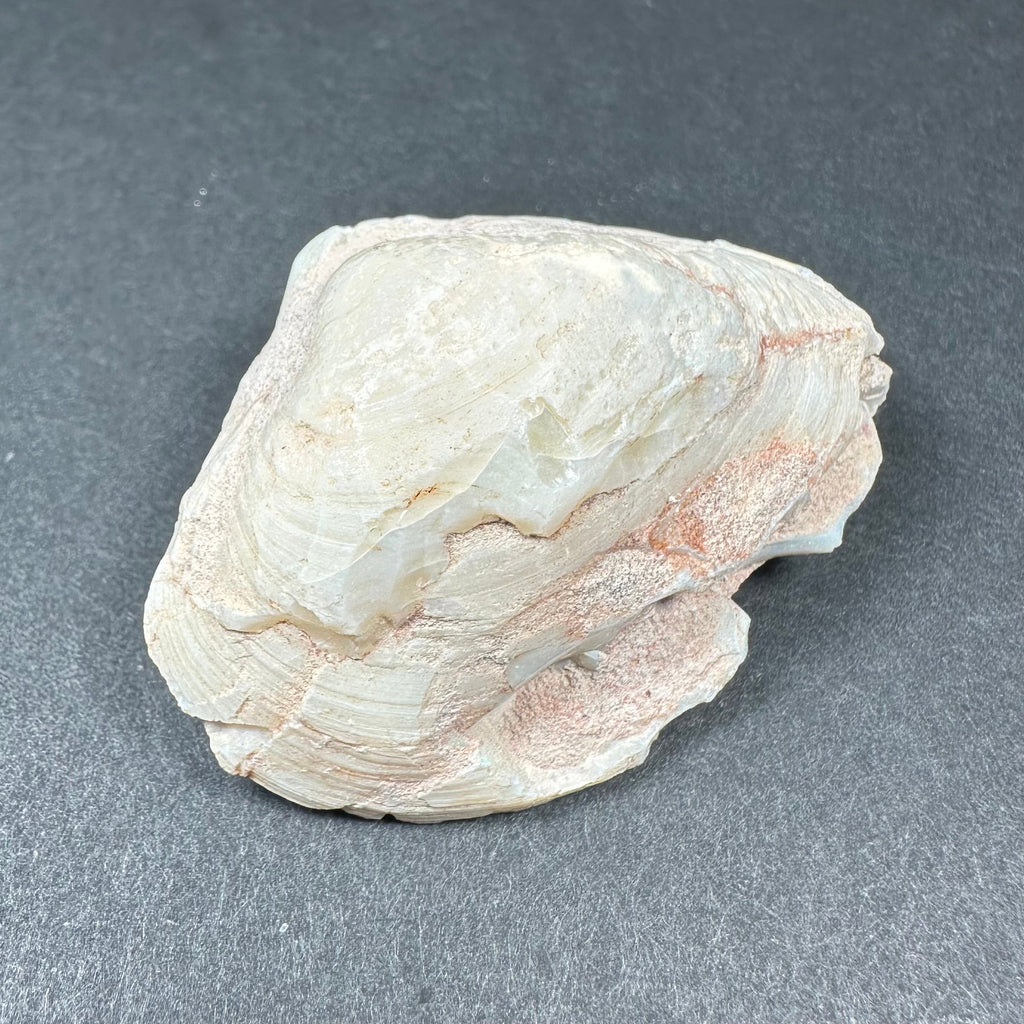 Natural Opalized Clam Shell | Fossils | Wiccan Center