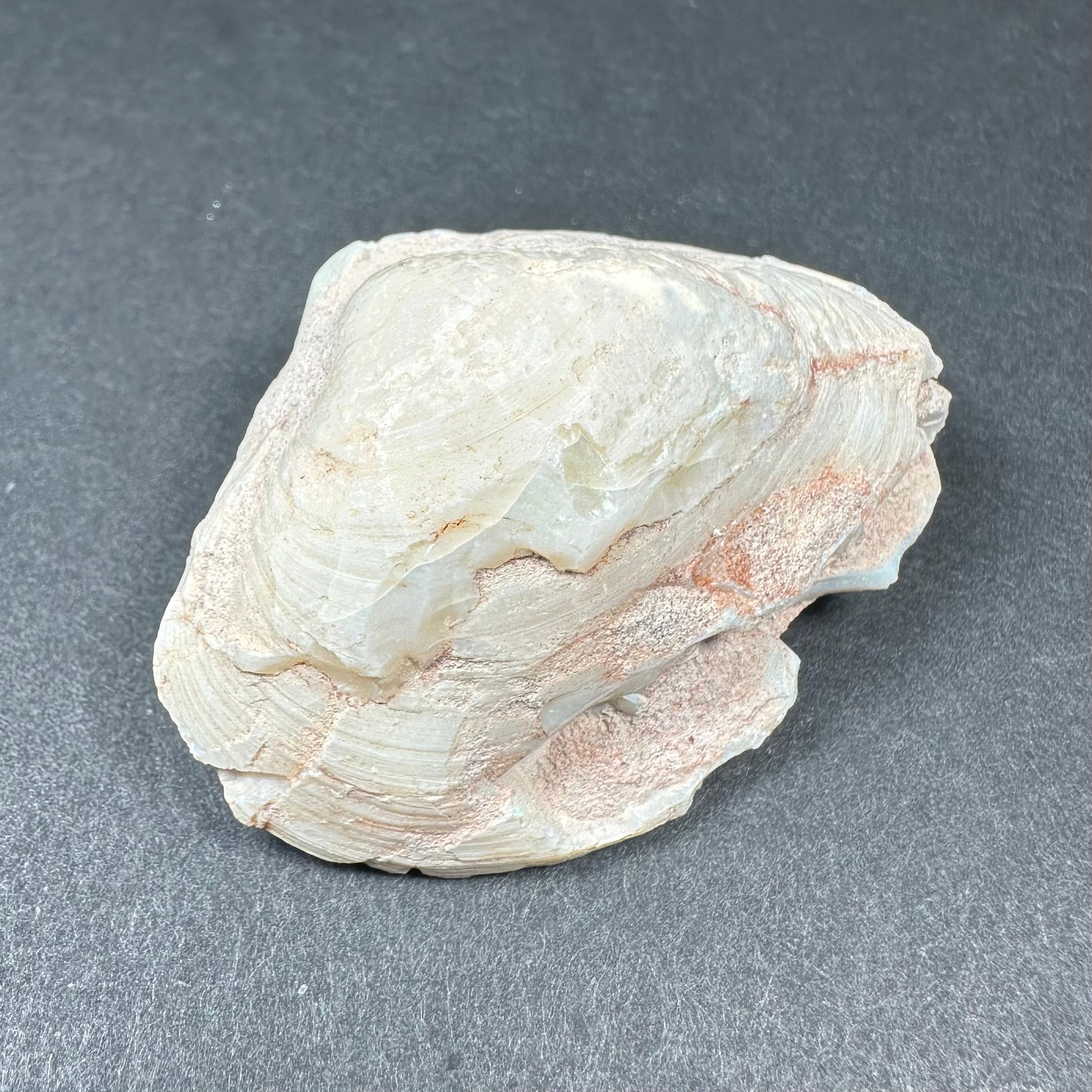 Natural Opalized Clam Shell | Fossils | Wiccan Center