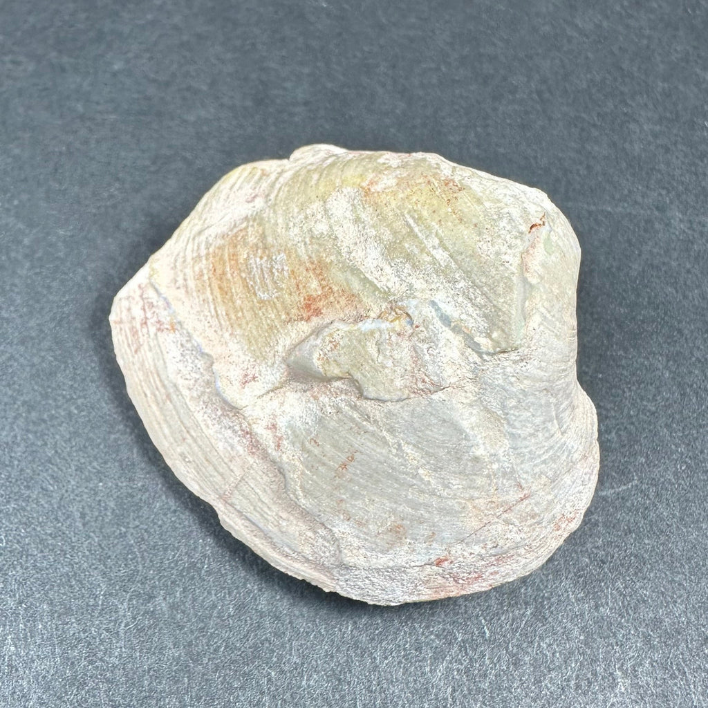 Natural Opalized Clam Shell | Fossils | Wiccan Center
