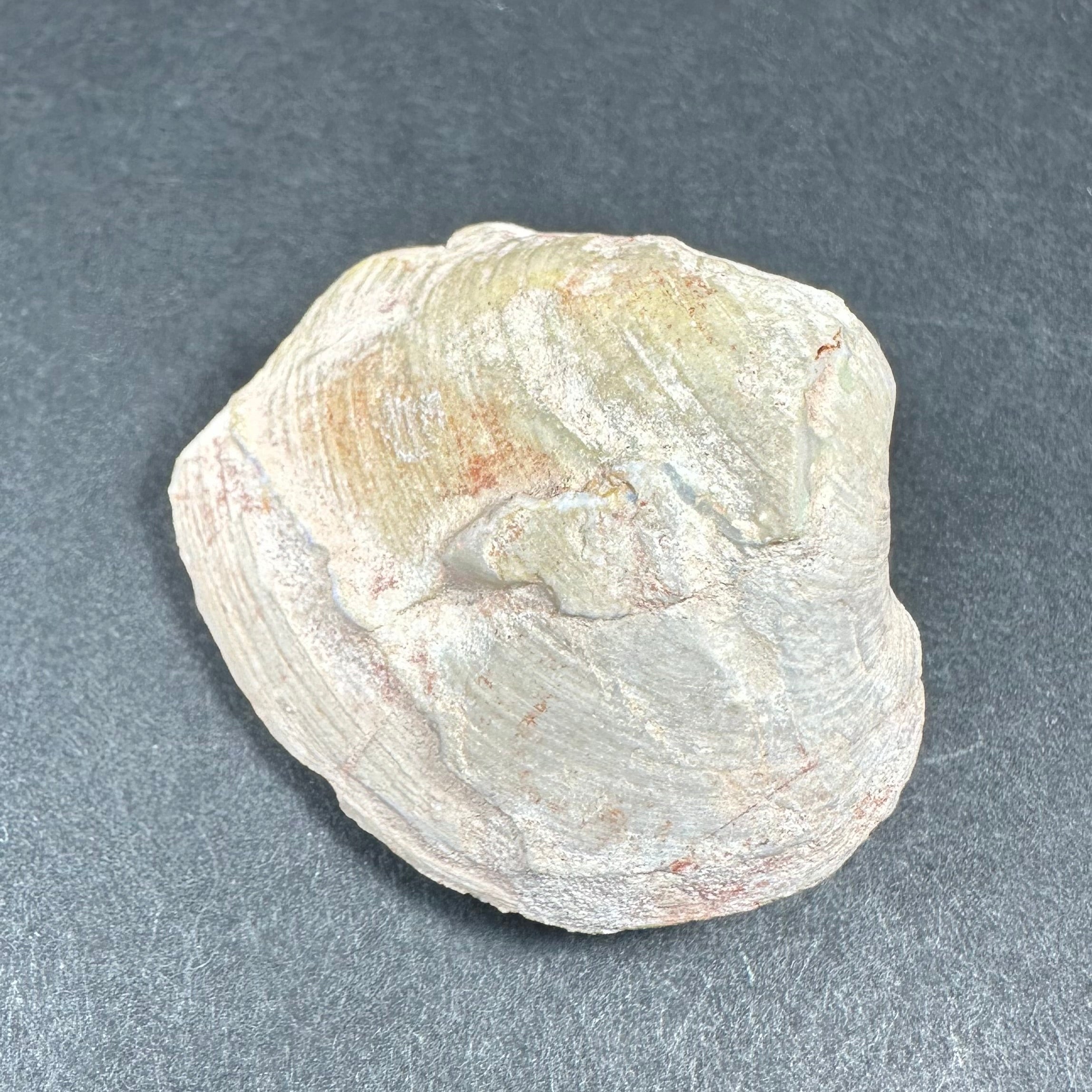 Natural Opalized Clam Shell | Fossils | Wiccan Center