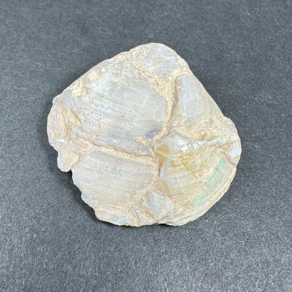 Natural Opalized Clam Shell | Fossils | Wiccan Center