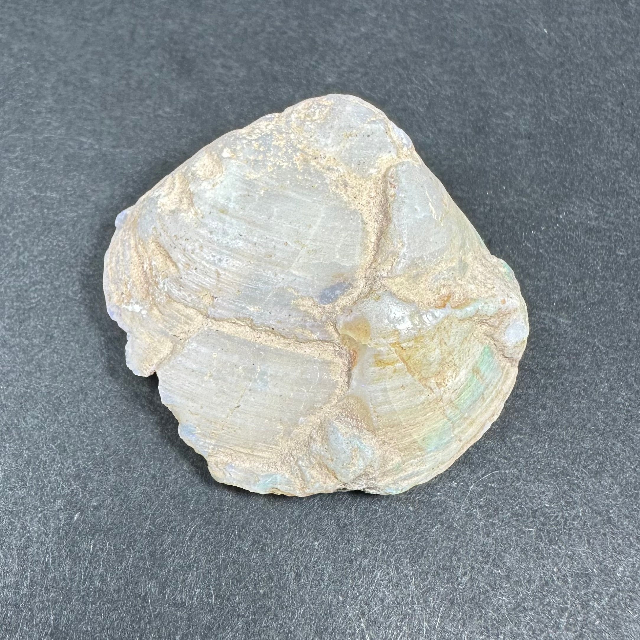 Natural Opalized Clam Shell | Fossils | Wiccan Center