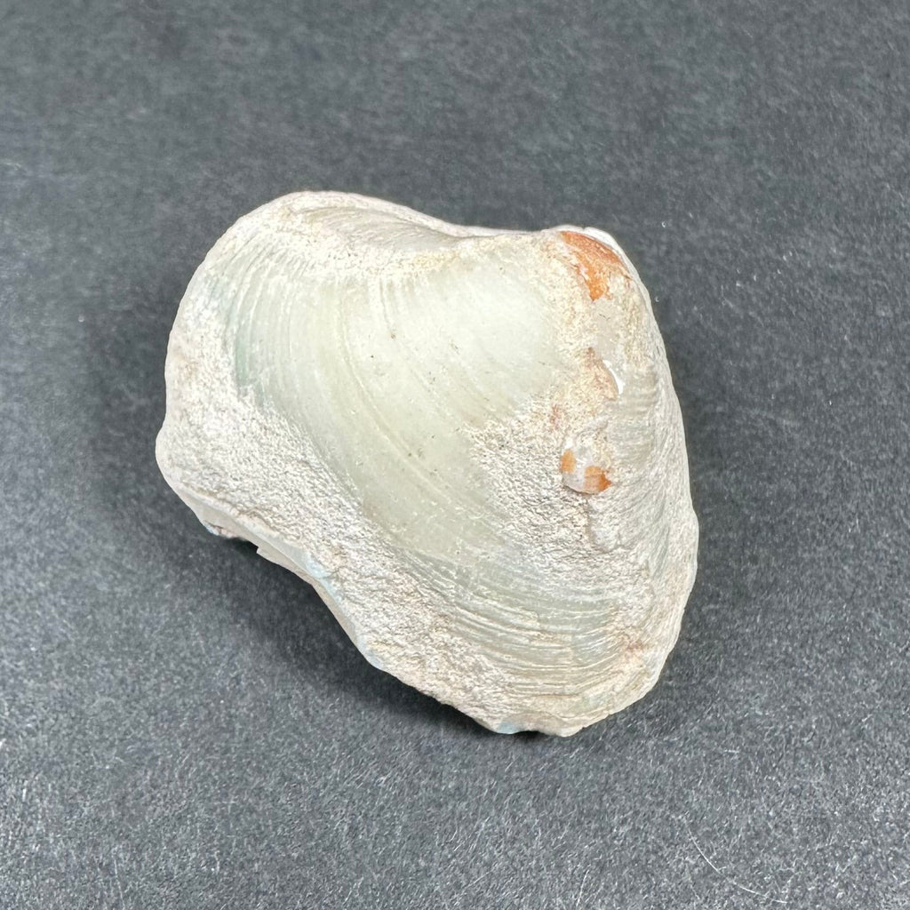 Natural Opalized Clam Shell | Fossils | Wiccan Center