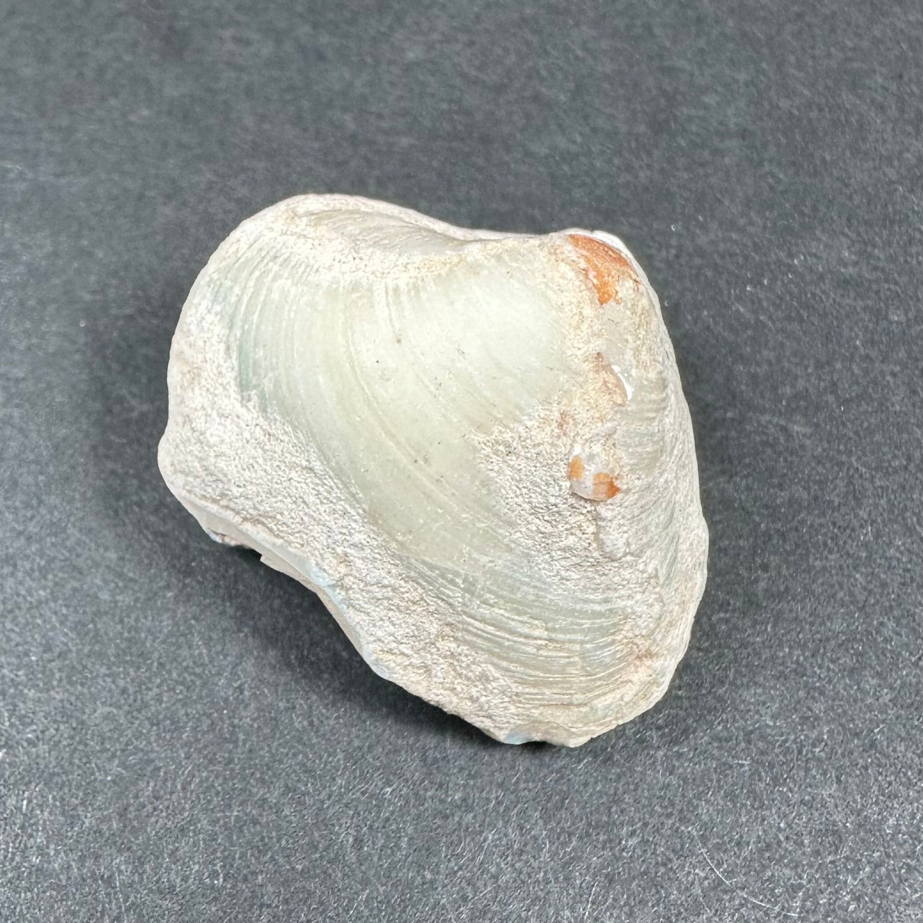 Natural Opalized Clam Shell | Fossils | Wiccan Center