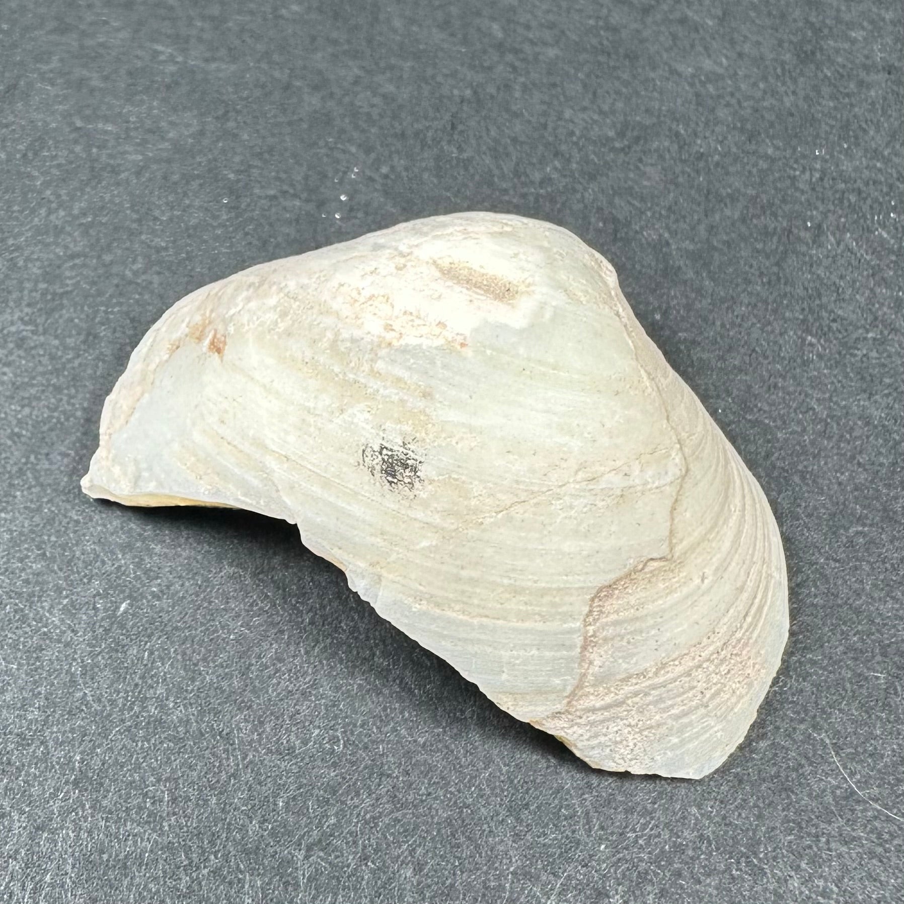 Natural Opalized Clam Shell | Fossils | Wiccan Center