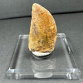 Carcharodontosaurus Tooth 1.75" from Morocco | Fossils | Wiccan Center