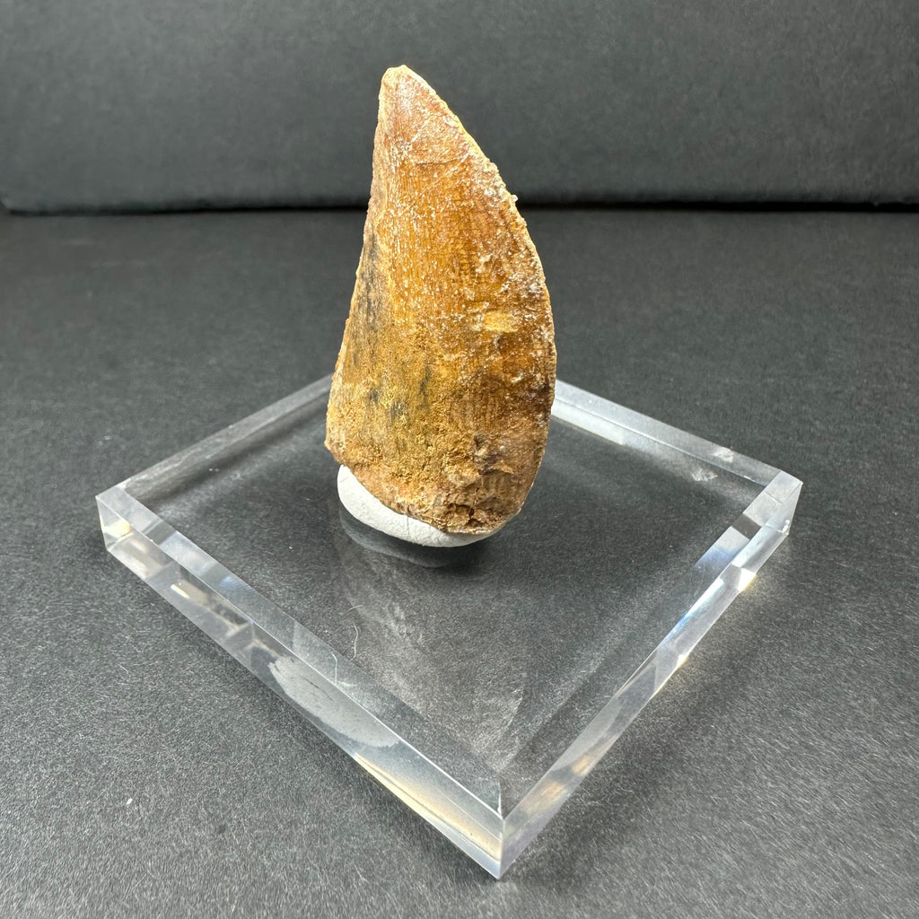 Carcharodontosaurus Tooth 1.75" from Morocco | Fossils | Wiccan Center