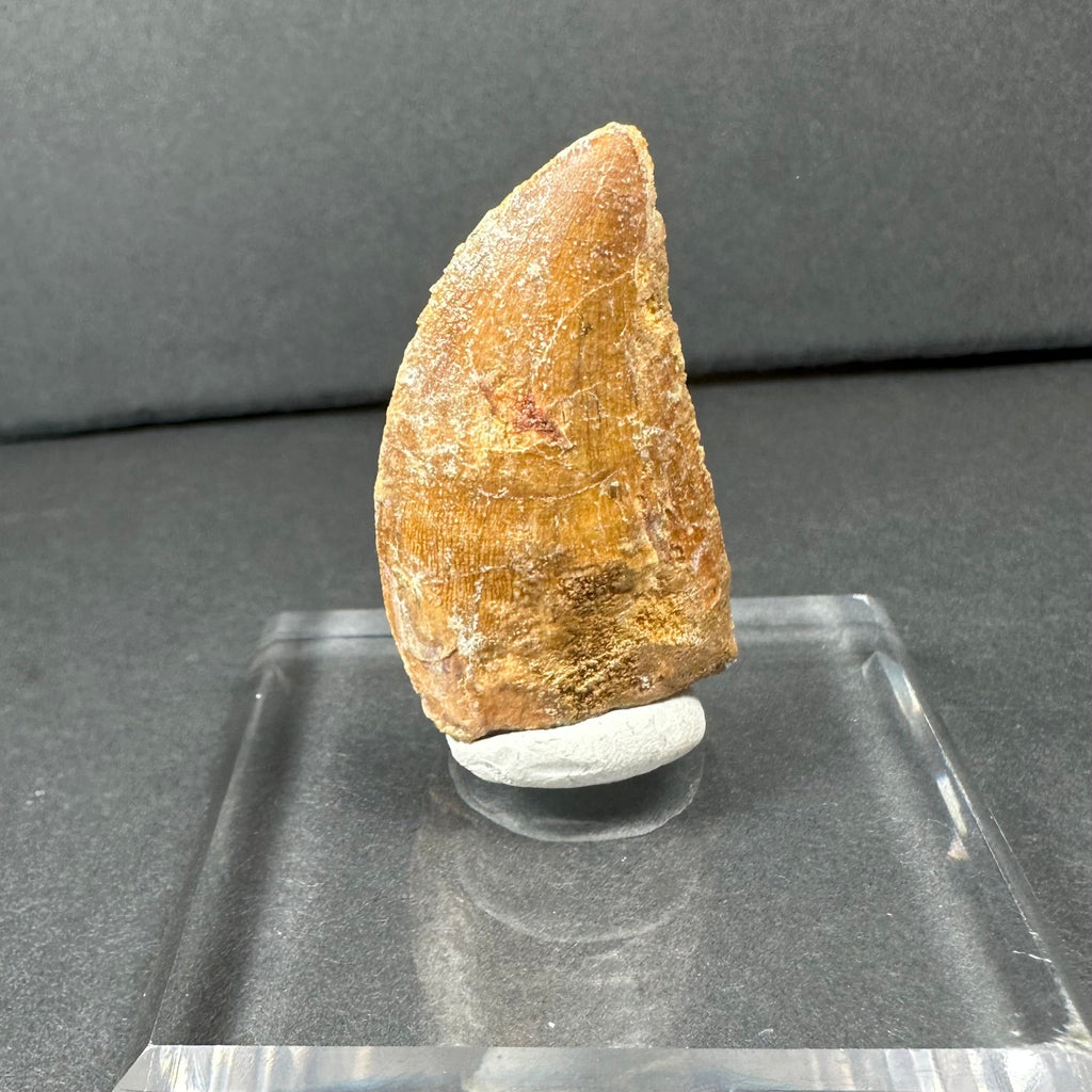 Carcharodontosaurus Tooth 1.75" from Morocco | Fossils | Wiccan Center