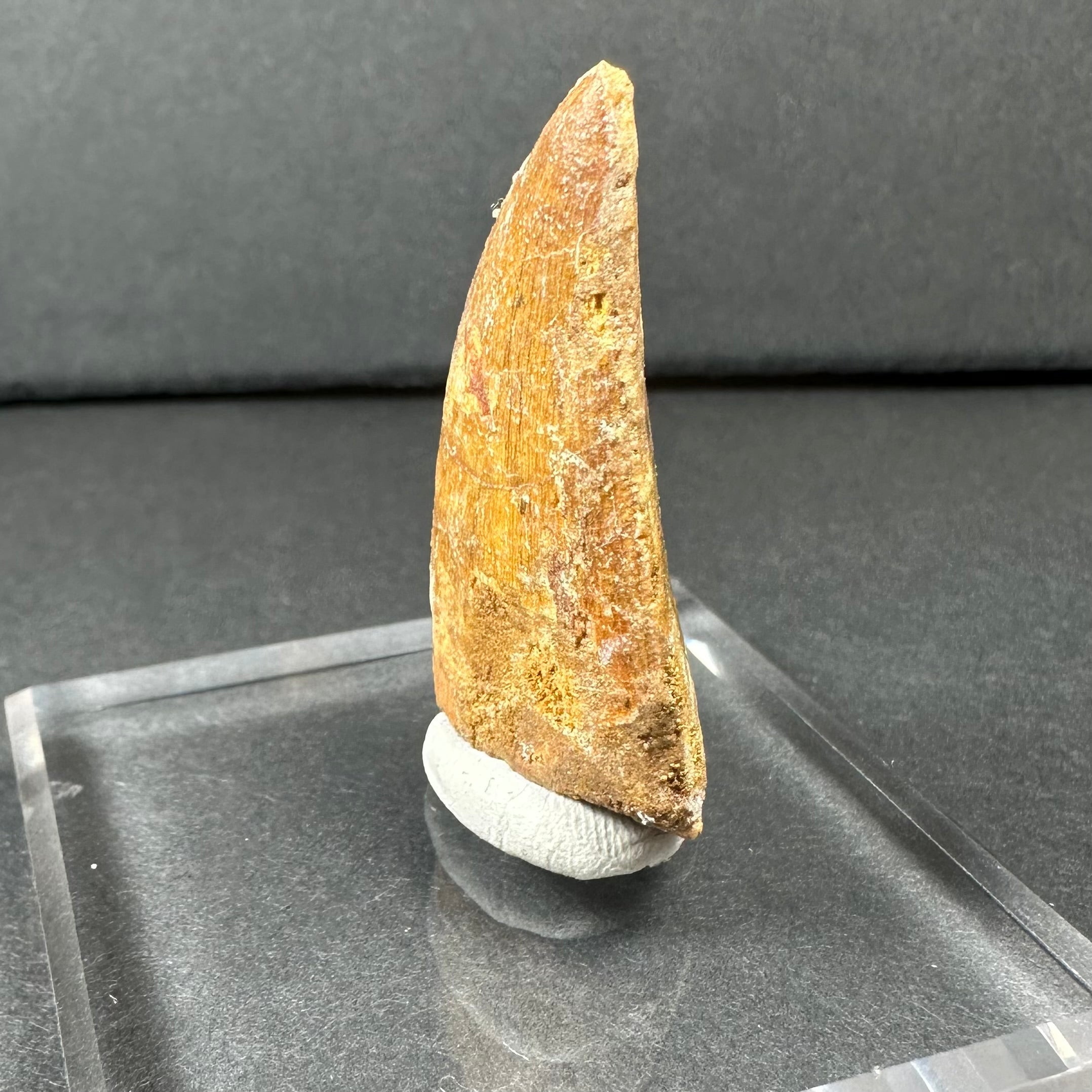Carcharodontosaurus Tooth 1.75" from Morocco | Fossils | Wiccan Center