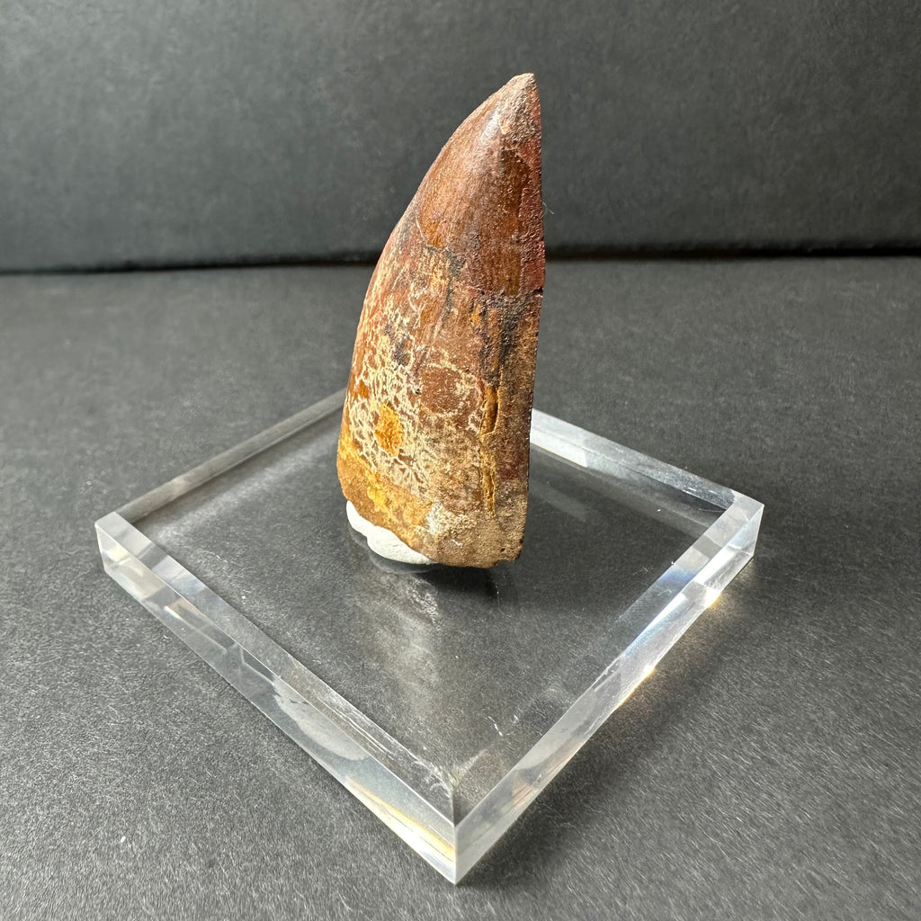 Carcharodontosaurus Tooth 1.9" from Morocco | Fossils | Wiccan Center