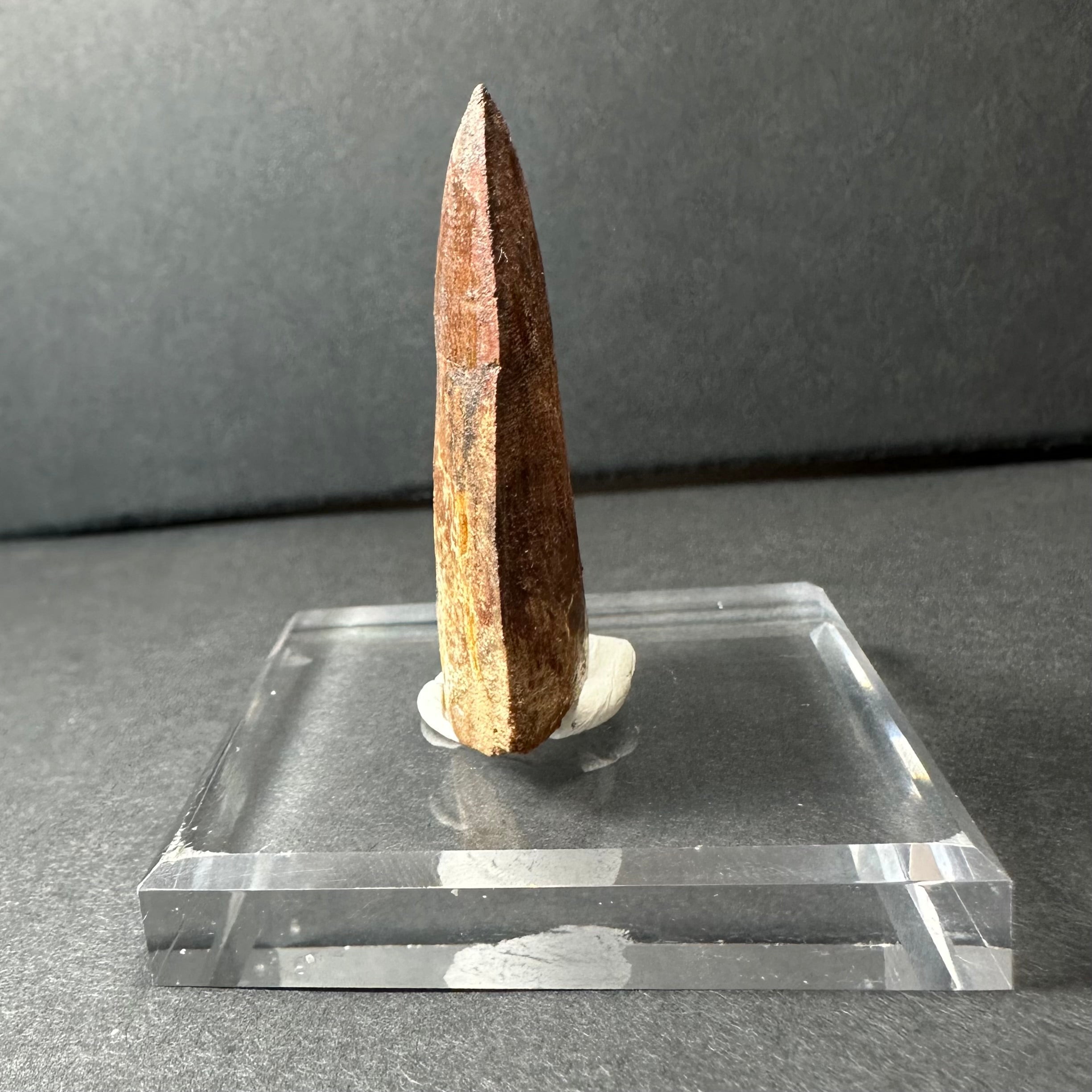 Carcharodontosaurus Tooth 1.9" from Morocco | Fossils | Wiccan Center