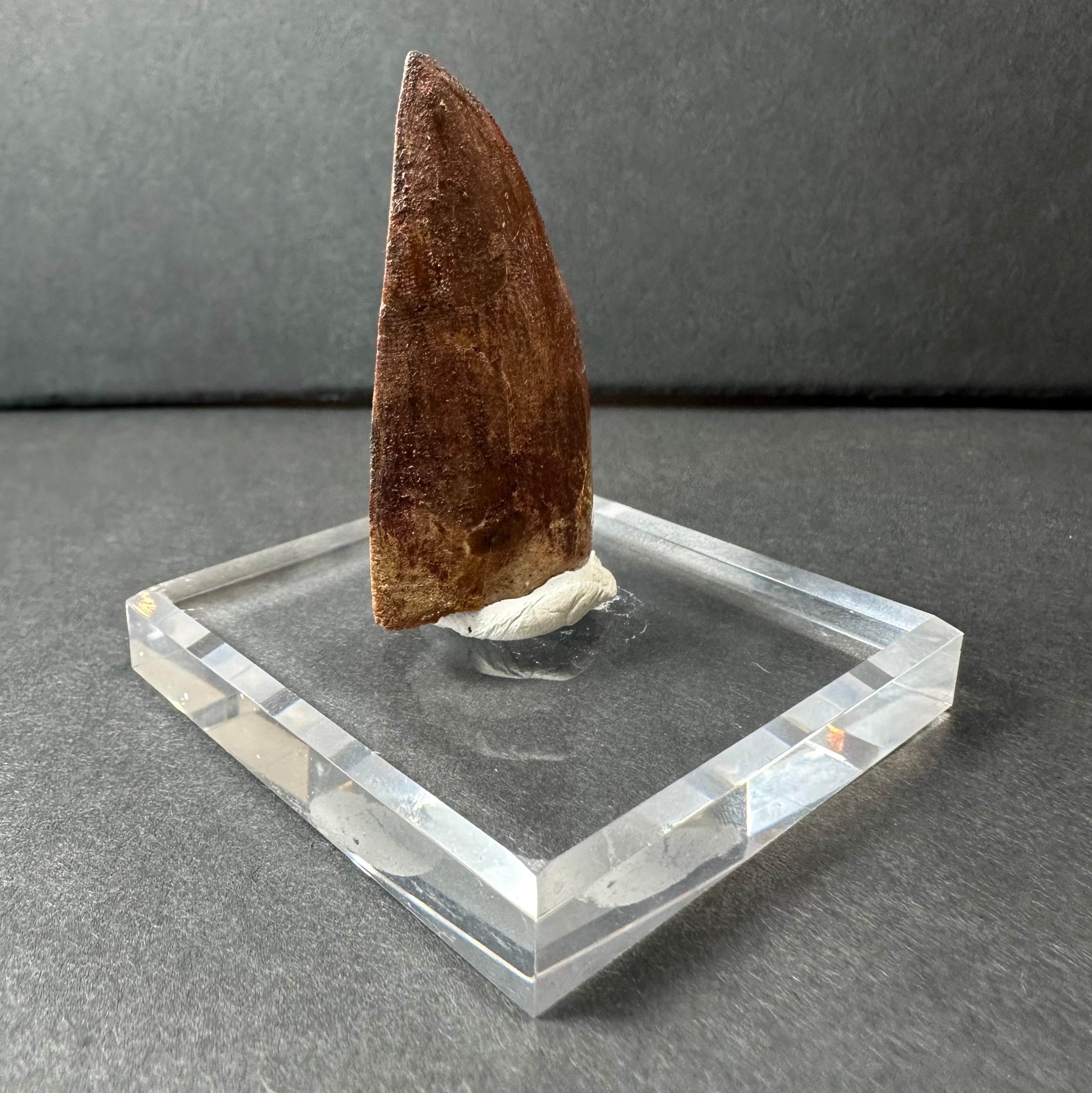 Carcharodontosaurus Tooth 1.9" from Morocco | Fossils | Wiccan Center