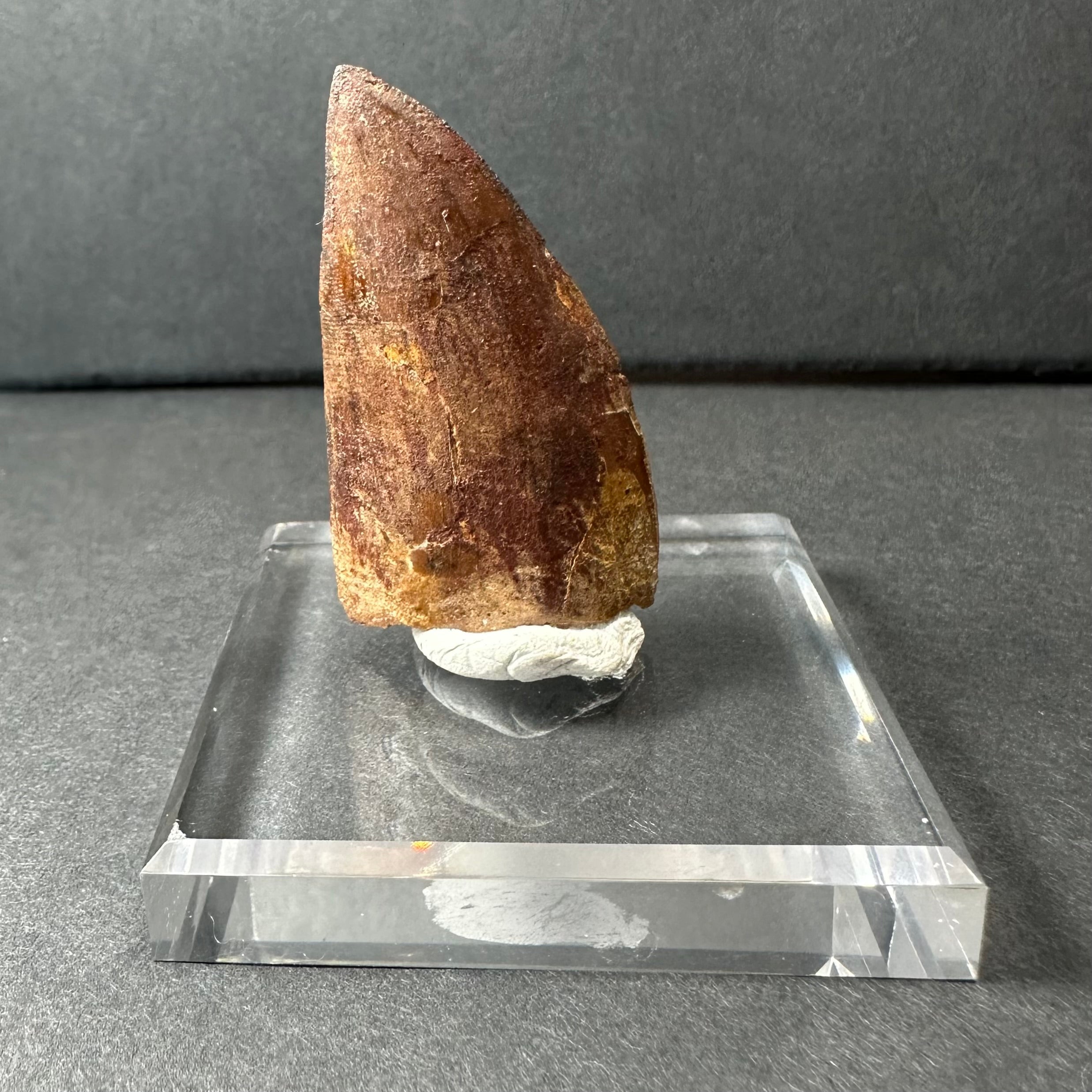 Carcharodontosaurus Tooth 1.9" from Morocco | Fossils | Wiccan Center