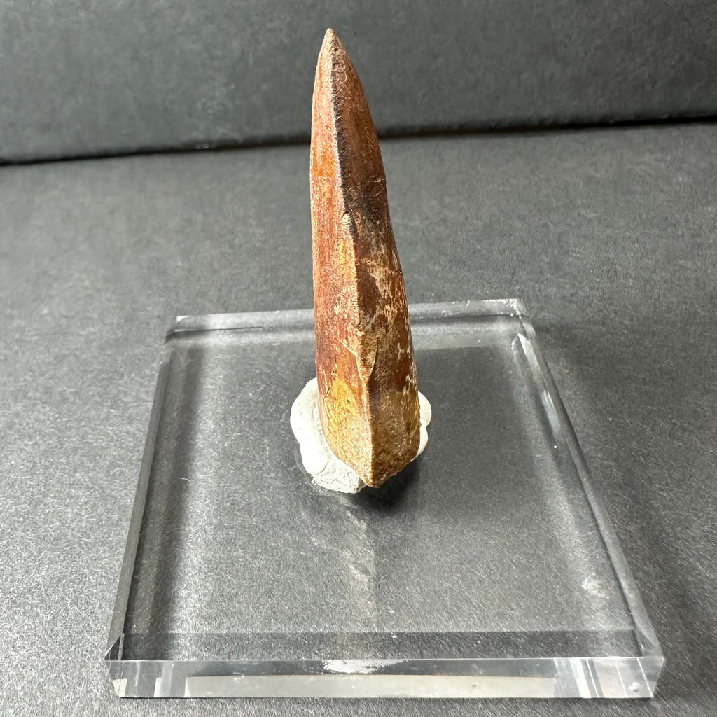 Carcharodontosaurus Tooth 1.9" from Morocco | Fossils | Wiccan Center