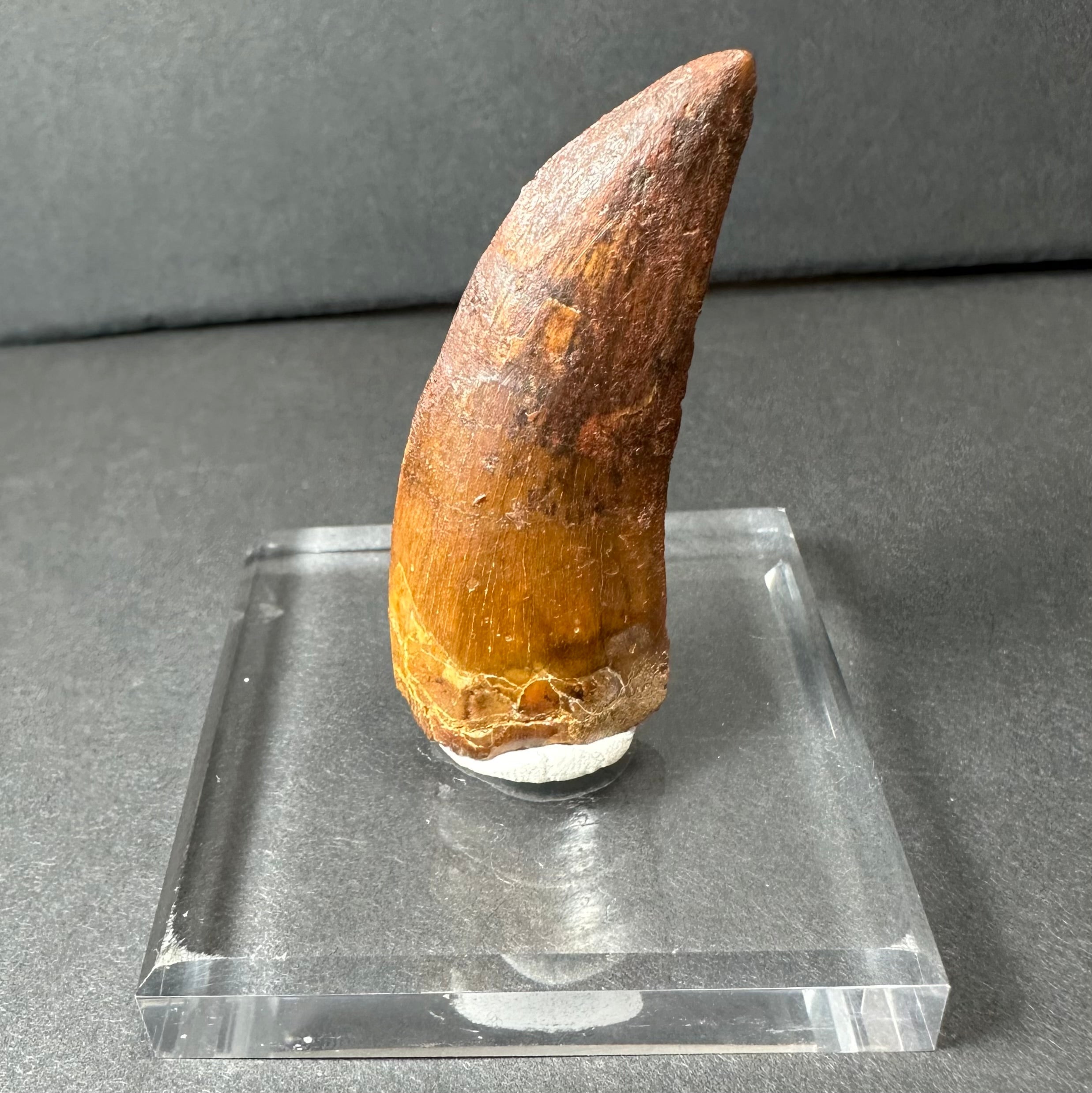 Carcharodontosaurus Tooth 2" from Morocco | Fossils | Wiccan Center