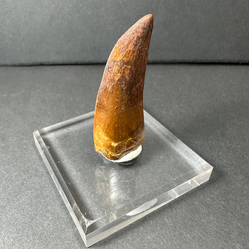 Carcharodontosaurus Tooth 2" from Morocco | Fossils | Wiccan Center